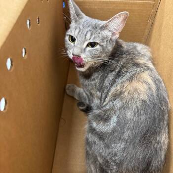 Domestic Short Hair Cats Available for Adoption in Matteson, Illinois - Sherri | PetCurious