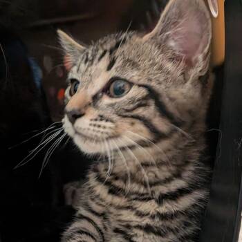 Cobain -  Domestic Short Hair Cat Available for Adoption in Fairport, New York - Cobain | PetCurious
