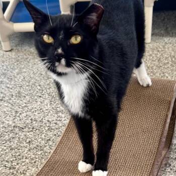 Boots -  Domestic Short Hair Cat for Adoption in Lakeland, Florida - Boots | PetCurious