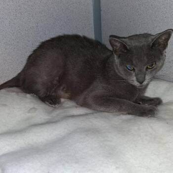 Bue -  Domestic Short Hair Cat for Adoption in Hudson, New York - Bue | PetCurious