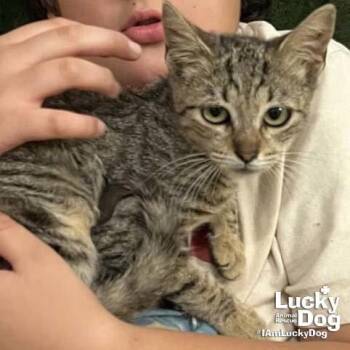 Domestic Short Hair Cats Available for Adoption in Washington, District Of Columbia - Michu | PetCurious