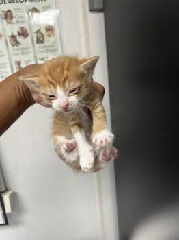 Domestic Short Hair Cats Available for Adoption in San Bernardino, California - ORANGE CHICKEN | PetCurious