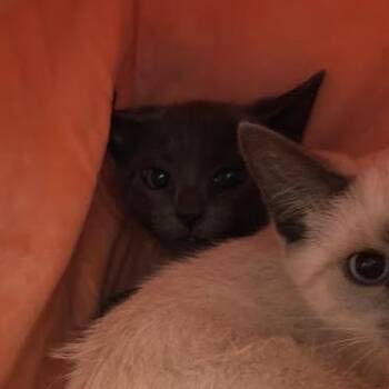 1056-C26 -  Domestic Short Hair Cat for Adoption in Port Charlotte, Florida - 1056-C26 | PetCurious