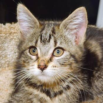 GUINEVERE - BENGAL QUEEN -  Bengal Cat for Adoption in Oakwood, Georgia - GUINEVERE - BENGAL QUEEN | PetCurious