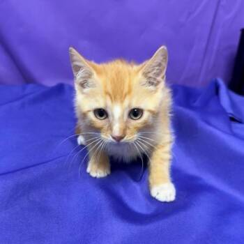 Zinger -  Domestic Short Hair Cat for Adoption in North Myrtle Beach, South Carolina - Zinger | PetCurious