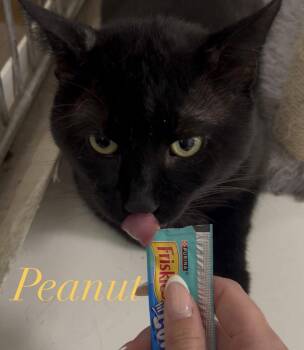 Peanut -  Domestic Short Hair Cat for Adoption in Hazlet, New Jersey - Peanut | PetCurious