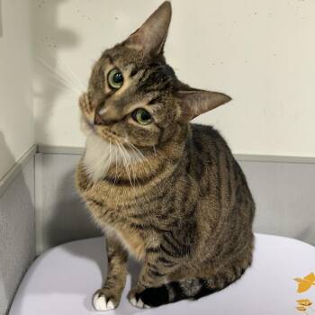 Domestic Short Hair Cats Available for Adoption - Esme | PetCurious