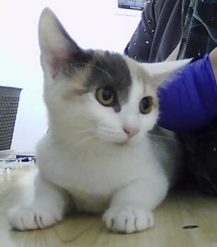 Rescue Domestic Short Hair Cats for Adoption in Dayton, Minnesota - Whimsy | PetCurious