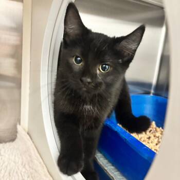 Pansy -  Domestic Short Hair Cat for Adoption in Clavet, Saskatchewan - Pansy | PetCurious