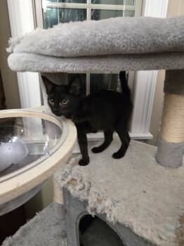 Rescue Domestic Short Hair Cats for Adoption in Fayetteville, Tennessee - Sammy | PetCurious