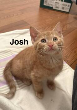 Josh -  Tabby Cat for Adoption in Hamilton, Ontario - Josh | PetCurious