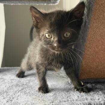 White Out -  Domestic Short Hair Cat for Adoption in Rochester, Minnesota - White Out | PetCurious
