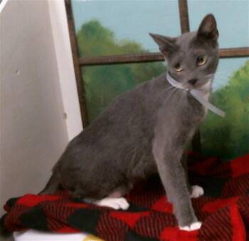 MISTY -  Domestic Short Hair Cat for Adoption in Houston, Texas - MISTY | PetCurious