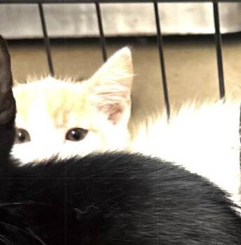 Archer -  Domestic Short Hair Cat for Adoption in Farmers Branch, Texas - Archer | PetCurious