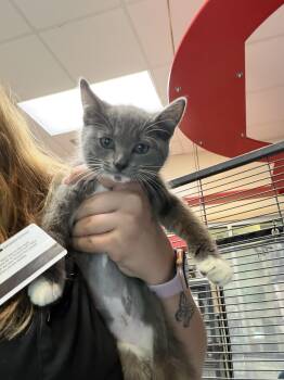 Glory -  Domestic Short Hair Cat for Adoption in Charleston, South Carolina - Glory | PetCurious