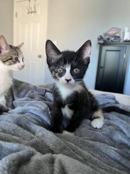 Domestic Short Hair Cats Available for Adoption - Pan | PetCurious