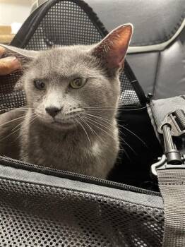 OLIVE -  Domestic Short Hair Cat for Adoption in Tallahassee, Florida - OLIVE | PetCurious