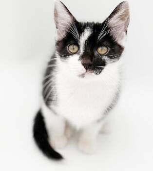 Wanda is simply wonderful - A doll baby in kitty form -  Turkish Van and Bombay Cat for Adoption in Bedford Hills, New York - Wanda Is Simply Wonderful - A Doll Baby In Kitty Form | PetCurious