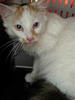 Titi -  Domestic Long Hair Cat for Adoption in Olean, New York - Titi | PetCurious