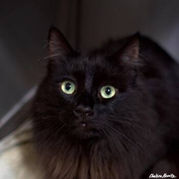 Maine Coon Cats Available for Adoption - Jerry | PetCurious
