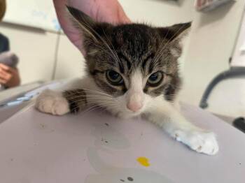 Mooshka -  Domestic Short Hair Cat for Adoption in Bolivar, Missouri - Mooshka | PetCurious