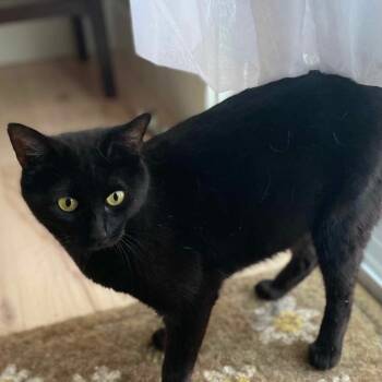 Rescue Domestic Short Hair Cats for Adoption in Nampa, Idaho - Petunia | PetCurious