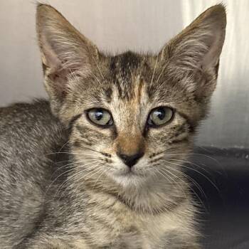 Pop Rocks -  Domestic Short Hair Cat for Adoption in West Palm Beach, Florida - Pop Rocks | PetCurious
