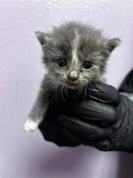 61770287 -  Domestic Short Hair Cat for Adoption in El Paso, Texas - 61770287 | PetCurious