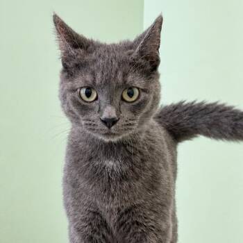 Quicksilver -  Domestic Short Hair Cat for Adoption in Bradenton, Florida - Quicksilver | PetCurious