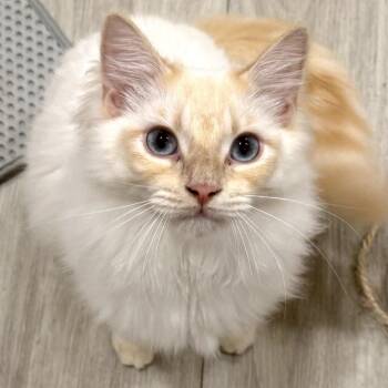 Jasper -  Domestic Long Hair Cat for Adoption in Long Beach, California - Jasper | PetCurious