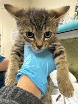 Domestic Short Hair Cats Available for Adoption in Riverside, California - JUDY | PetCurious