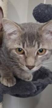 Henry -  Domestic Short Hair Cat for Adoption in South Bend, Indiana - Henry | PetCurious