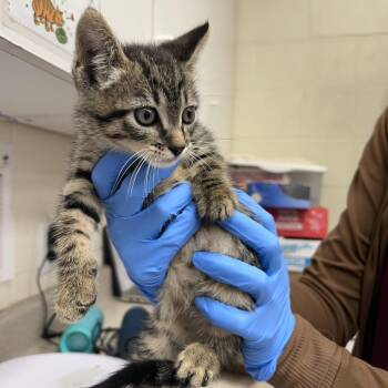 Mr Potato 266-05-094 -  Domestic Short Hair Cat for Adoption in Bastrop, Texas - Mr Potato 266-05-094 | PetCurious