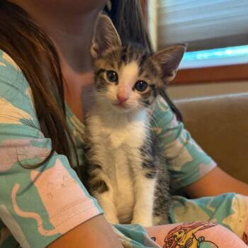 Domestic Short Hair Cats Available for Adoption in Chico, California - BIGWELD | PetCurious