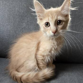 Lil