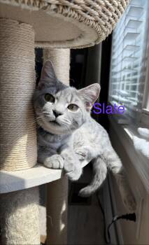 Slate -  Domestic Short Hair Cat for Adoption in Cincinnati, Ohio - Slate | PetCurious