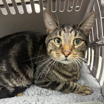 Finnegan -  Domestic Short Hair Cat for Adoption in Oak Park, Illinois - Finnegan | PetCurious