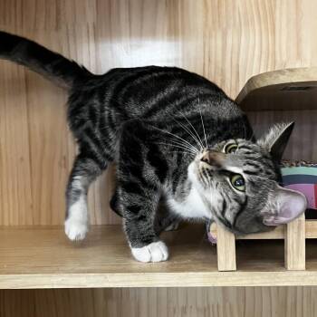 Snot -  Domestic Short Hair Cat for Adoption in Yucca Valley, California - Snot | PetCurious