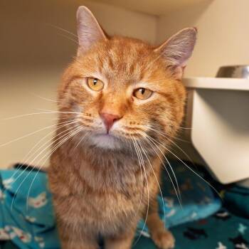 Domestic Short Hair Cats Available for Adoption - Mister Mittens | PetCurious