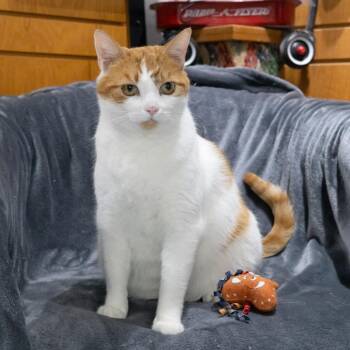 Domestic Short Hair Cats Available for Adoption in Mckean, Pennsylvania - Tiggerific | PetCurious