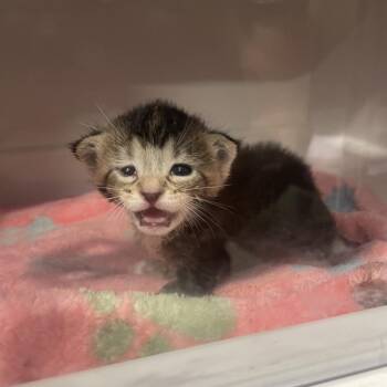 Spinelli -  Domestic Short Hair Cat for Adoption in Tampa, Florida - Spinelli | PetCurious