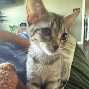 Domestic Short Hair Cats Available for Adoption in Madison, Wisconsin - Lil | PetCurious
