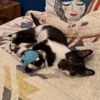 Princess -  Domestic Short Hair Cat for Adoption in Chicago, Illinois - Princess | PetCurious