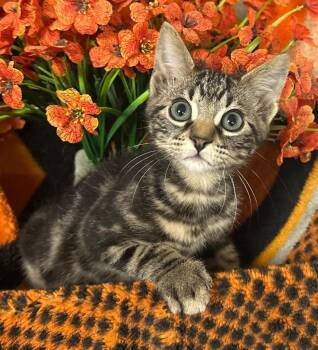 6/2/26 Birdie -  Domestic Short Hair Cat for Adoption in Stillwater, Oklahoma - 6/2/26 Birdie | PetCurious