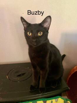 Rescue Bombay and Domestic Short Hair Cats for Adoption in Lucas, Texas - Buzby | PetCurious