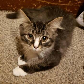 Turbo -  Domestic Long Hair Cat for Adoption in Kittanning, Pennsylvania - Turbo | PetCurious