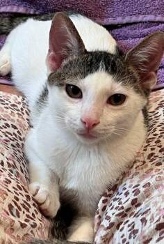 Rescue Domestic Short Hair Cats for Adoption in Gary, Indiana - Charlie | PetCurious