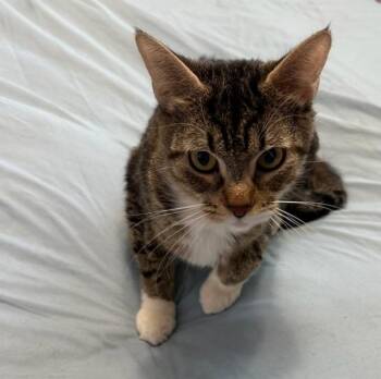 Domestic Short Hair Cats Available for Adoption in Springfield, Oregon - Twila | PetCurious