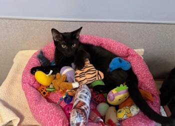 Lehi -  Domestic Short Hair Cat for Adoption in North Royalton, Ohio - Lehi | PetCurious