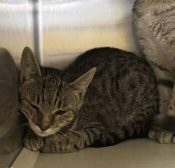 Wobble -  Domestic Short Hair Cat for Adoption in Des Moines, Iowa - Wobble | PetCurious